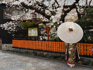 Traditional Kimono Woman with Parasol under Sakura Blossoms in Gion, Kyoto
