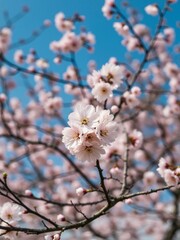 Fototapeta premium Cherry blossoms in full bloom on tree.