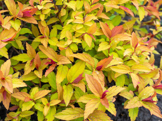 Spiraea japonica Magic Carpet or Walbuma. Spirea bush with colorful leaves in spring. A low growing deciduous shrub with ovate leaves opening red, and changing to yellow