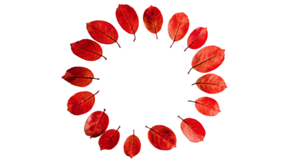a circle of red leaves arranged in a circle