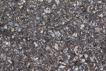 Close up Shell in asphalt walking path. Broken seashells, asphalt. Texture background, pattern.