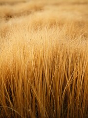 Close-up of dry grass field.
