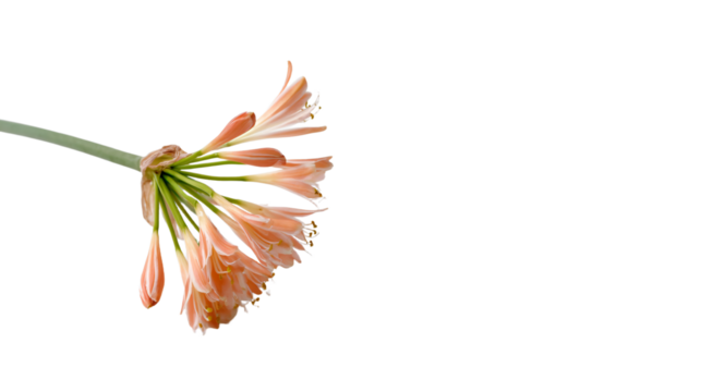 a single flower is shown on a white surface