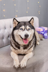 Portrait of a husky dog lying on a sofa against the background of Christmas decorations.