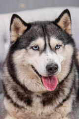 Portrait of a husky dog lying on a sofa against the background of Christmas decorations.