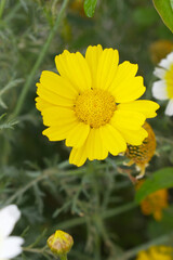 Bright Yellow Crown Daisy, Close-up of a Bright yellow crown daisy flower, blooming in nature, Close-up shot of beautiful yellow Crown Daisy flower (Chrysanthemum coronarium), Crown Daisy,