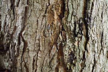 Close up texture of tree trunk as background
