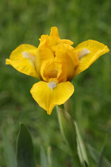 Fototapeta premium Yellow dwarf bearded iris with blue and yellow stamens on a green background in the garden 