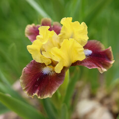 Fototapeta premium Yellow-burgundy blooming iris with blue stamens. Close-up bearded iris against the backdrop of a green garden. Sunny day. Beautiful cultivated flower of bearded iris