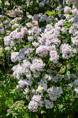 カルミア（アメリカシャクナゲ） Florists' cyclamen