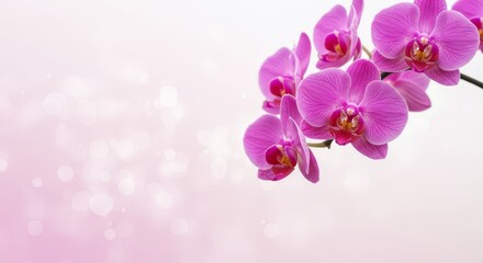 Orchid Wallpaper. Blooming Orchid Flowers on Soft Pink Background with Bokeh