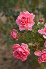 Beautiful pink rose flower closeup in garden, A very beautiful pink yellow rose flower bloomed on the rose tree, Rose flower closeup, bloom flowers, Natural spring flower floral background