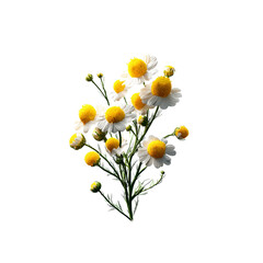 Vibrant Bouquet of Chamomile Flowers Isolated on white background