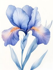 A delicate watercolor painting of a pale blue iris flower with a closed bud and slender leaves on a white background.