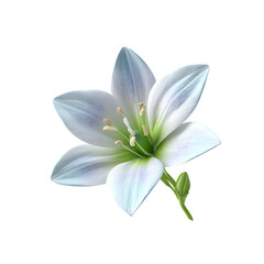 Fototapeta premium Elegant Single White Lily Flower with Delicate Veining on white background