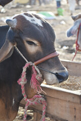 Bulls Head Close Up, Beautiful cow for sale in the market for the sacrifice feast of Eid, Cattle breeders tie their cows up for sale at the bull market ahead of the Eid al-Qurban. Sacrifice