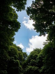 Obraz premium Sky and trees with blue sky background.