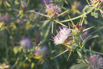 Centaurea iberica, commonly known as Iberian knapweed or Iberian star-thistle, is a herbaceous plant in the Asteraceae family, Close-up of iberian star thistle flowers, Flower of the Escobera