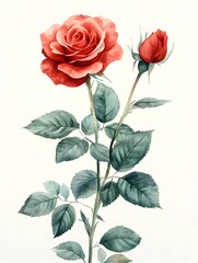 A single stem of red roses with a bud elegantly painted in watercolor on a white background showing exquisite detail.