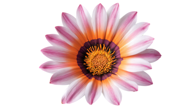 a flower with a purple center and yellow center