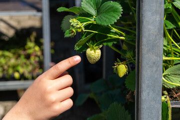 Child Pointing at Unripe Strawberry Growing in Garden