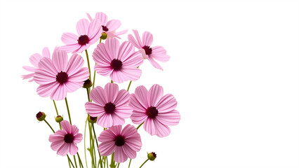 Fototapeta premium pink flowers on white background
