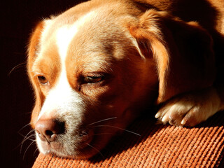 beagle puppy sleeping