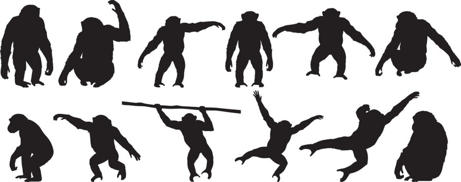 Chimpanzee silhouettes vector apes primates monkey wildlife animal jungle illustration graphic design art