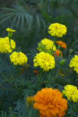 Yellow french marigold flower blossom in garden, Yellow french Mari Gold flowers for decorate garden, Close up of beautiful small marigold flower in garden. Marigold flowers bloom in nature