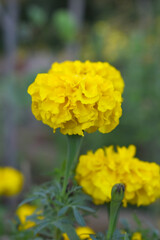 Yellow french marigold flower blossom in garden, Yellow french Mari Gold flowers for decorate garden, Close up of beautiful small marigold flower in garden. Marigold flowers bloom in nature