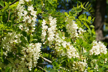 Closeup on the fragrant white flowers of the Black locus or false acacia, Robinia pseudoacacia