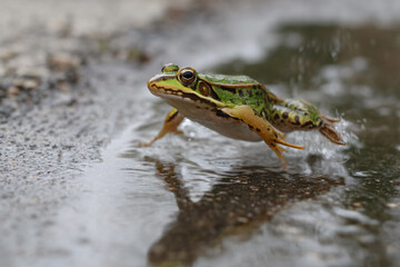 Obraz premium 015-020-083-u8969375333_Frog_mid-leap_across_a_puddle._--ar_32_--v_7_23d83531-1278-4088-9312-5a27d86d71cb_2