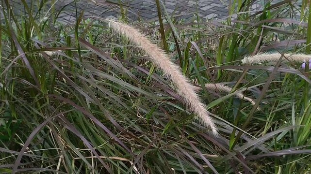 Cenchrus pedicellatus or desho grass or Deenanath Grass. This grass is categorized as a weed that can spread invasively and damage the surrounding ecosystem.