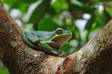 015-020-107-u8969375333_Frog_perched_high_on_a_tree_branch._--ar_32_--v_7_04981927-683b-4c59-84ed-3a12820b7149_2