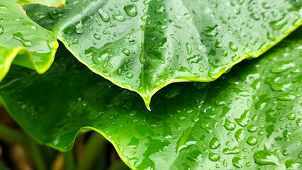 Background of fresh green wet taro leaves, with raindrops. Fresh and wet wet leaves.