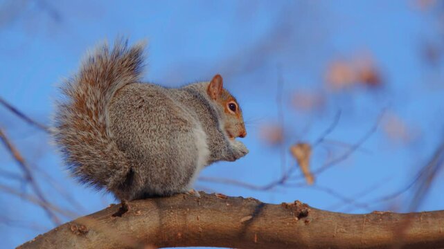 Footage of an Eastern Gray Squirrel (Sciurus carolinensis) eating something, Closeup