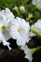 White petunias in the garden, Petunia, Close up of white Petunia flower in the garden, Petunia flower and blurred background, Background of white petunia flowers, spring flower Closeup.