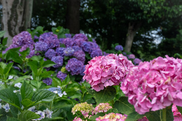 梅雨の庭を彩るピンクと紫の紫陽花