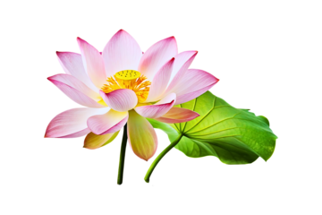 Beautiful Pink Lotus Flower and leaves in Full Bloom Isolated on Transparent 