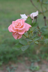 Beautiful pink rose flower closeup in garden, A very beautiful pink yellow rose flower bloomed on the rose tree, Rose flower closeup, bloom flowers, Natural spring flower floral background