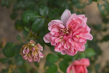 Beautiful pink rose flower closeup in garden, A very beautiful pink yellow rose flower bloomed on the rose tree, Rose flower closeup, bloom flowers, Natural spring flower floral background