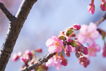 Kawazu-zakura in Kyoto, close-up of cherry petals