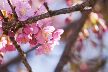 Kawazu-zakura in Kyoto, close-up of cherry petals