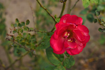 Beautiful red rose flower closeup in garden, A very beautiful red rose flower bloomed on the rose tree, Rose flower closeup, bloom flowers, Natural spring flower, Natural floral background,
