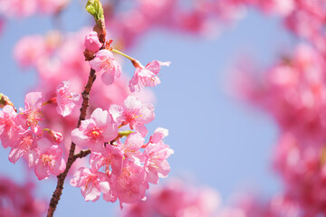 Kawazu cherry blossoms in Kyoto, blue sky in spring