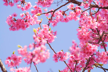 Kawazu cherry blossoms in Kyoto, blue sky in spring