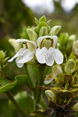 Obraz premium A green Plant of Justicia adhatoda vasica or malabar nut plant in selective focus and background blur, the white Justicia adhatoda blossom in spring, Chakwal, Punjab, Pakistan
