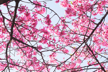 Kawazu cherry blossoms in Kyoto, blue sky in spring