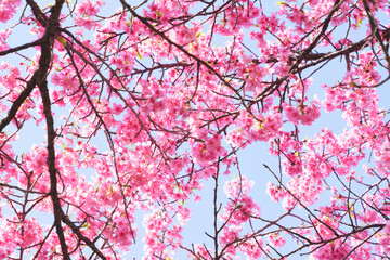 Kawazu cherry blossoms in Kyoto, blue sky in spring