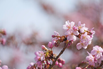 Kawazu-zakura in Kyoto, close-up of cherry petals